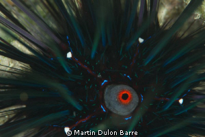 Diadema Sea Urchin D700 105mm+ 2XTC by Martin Dulon Barre 